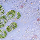 Illustration for article titled This microbe could become the off switch for biological machines